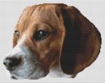 (image for) Beagle Head Study